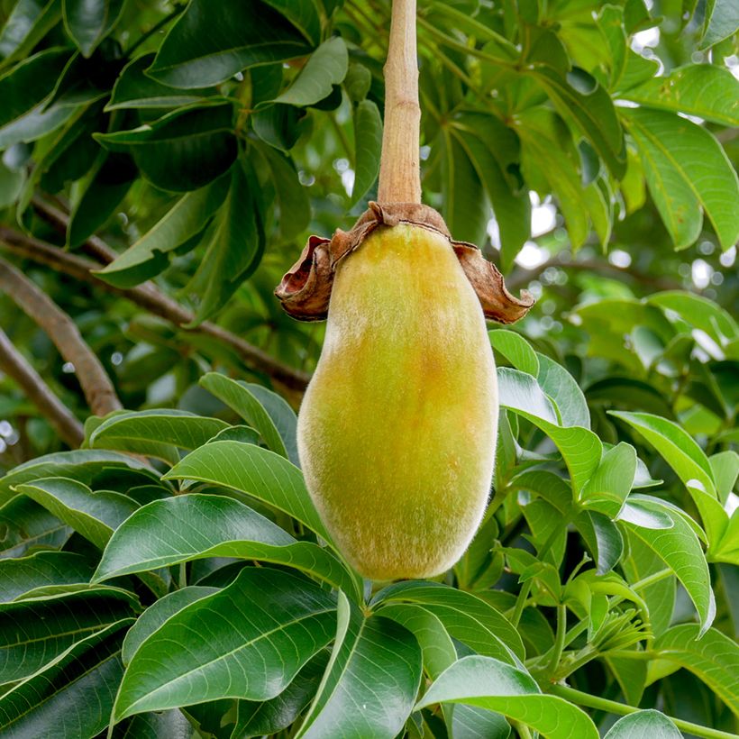 Affenbrotbaum (Samen) - Adansonia digitata (Harvest)