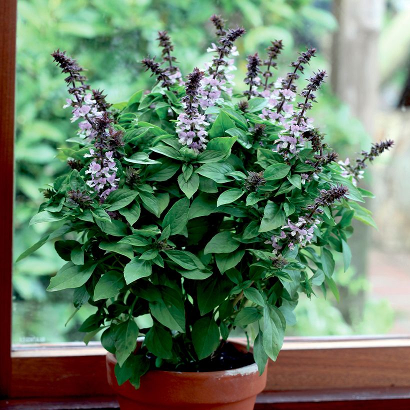 Basilikum Floral Spires (Plant habit)