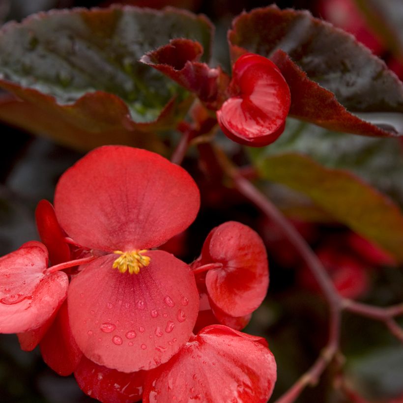 Begonie F1 Big Red Bronze Leaf (Samen) - Begonia benariensis (Flowering)