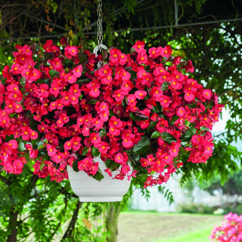 Begonie F1 Big Red Bronze Leaf (Samen) - Begonia benariensis (Plant habit)