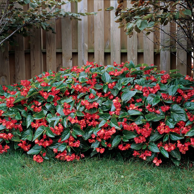 Begonie Fairyland Mixed Dragon Wing® rotte (Samen) - Begonia (Plant habit)