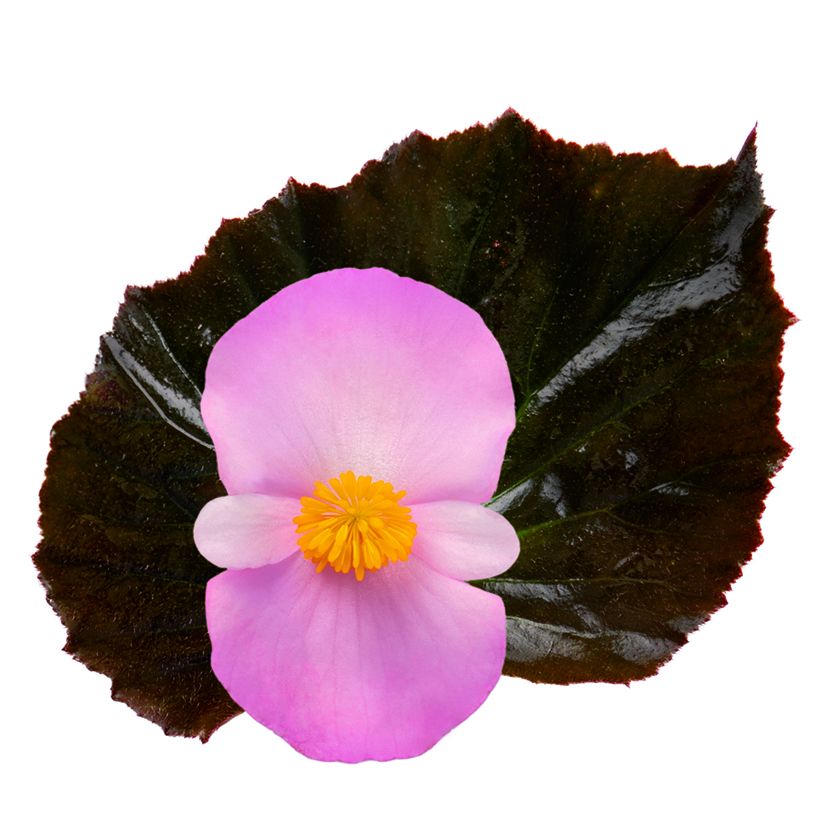 Begonie Stonehedge™ Light Pink Bronze Leaf (Samen) - Begonia hybrida (Flowering)