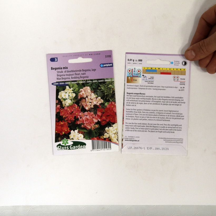Example of Begonie (Samen) - Begonia semperflorens per pack of 700 seeds (0,01g) as you get