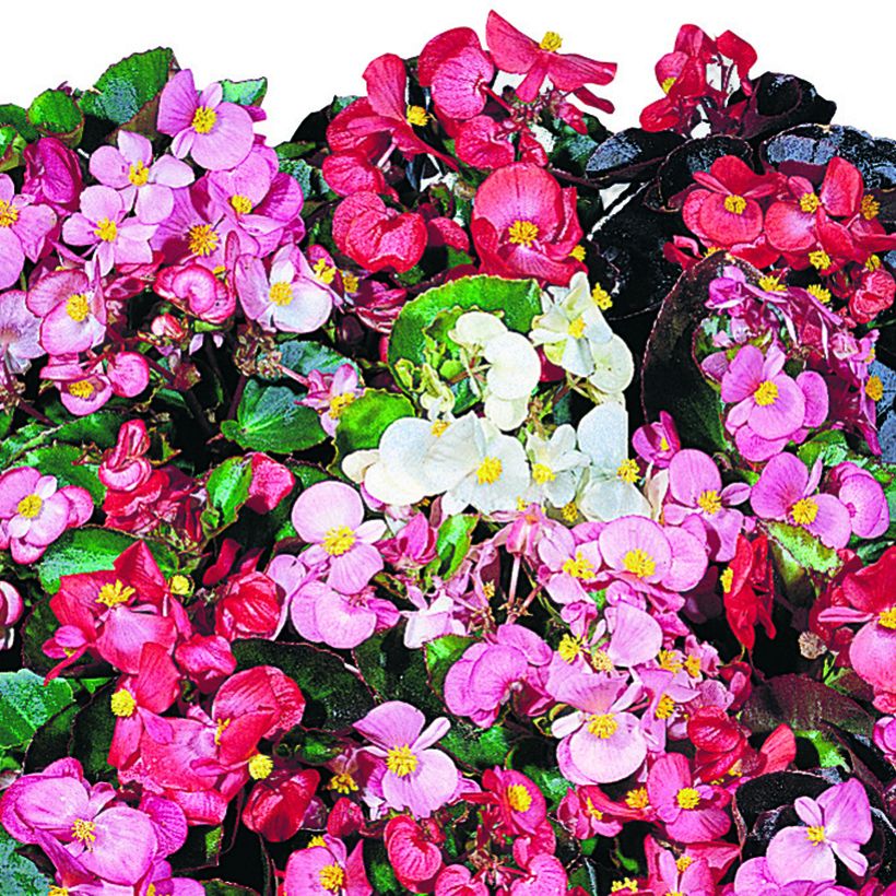 Begonie Organdy F1 Mix (Pillierte Samen) - Begonia semperflorens (Flowering)