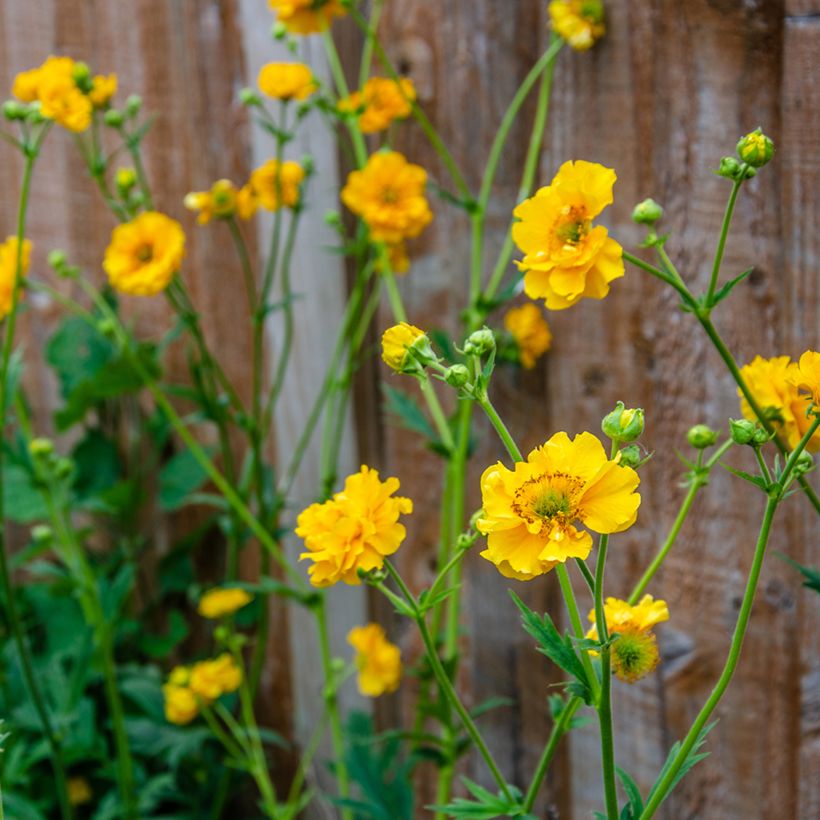 Geum chiloense Lady Stratheden (Samen) - Chilenische Nelkenwurz (Flowering)