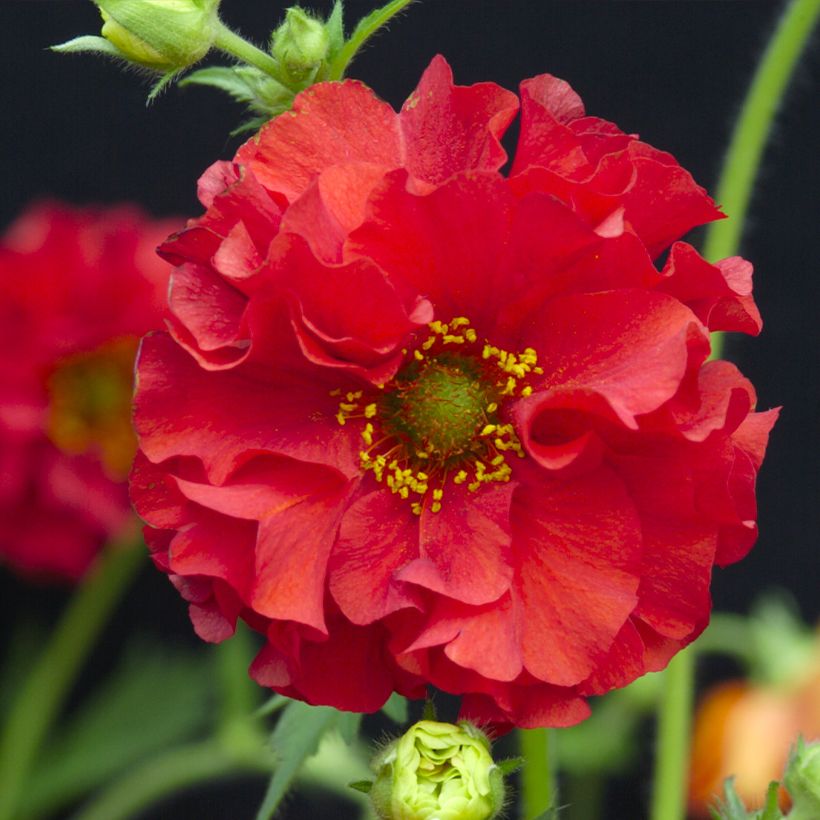 Geum chiloense Red Dragon (Samen) - Chilenische Nelkenwurz (Flowering)