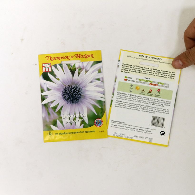 Example of Berkheya purpurea (Samen) - Südafrikanische Purpurdistel per pack of 15 seeds as you get