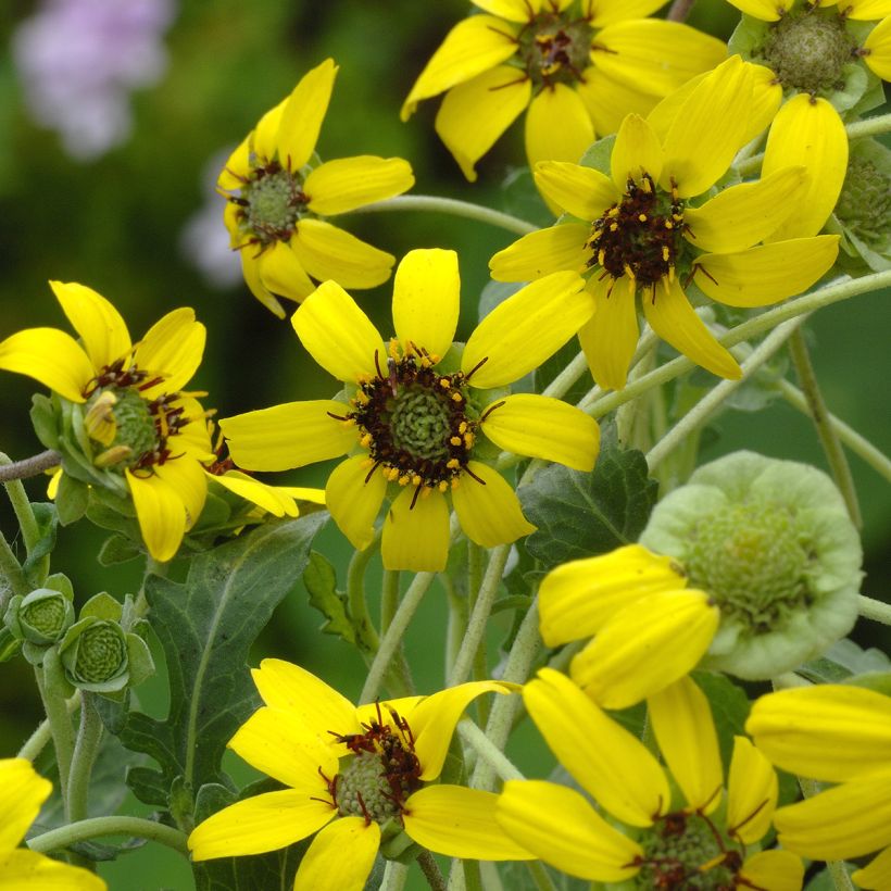 Berlandiera lyrata (Samen) - Schokoladenblume (Flowering)