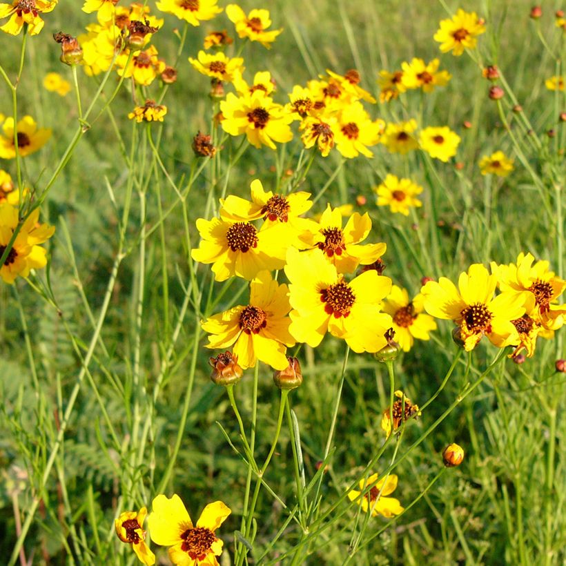 Berlandiera lyrata (Samen) - Schokoladenblume (Plant habit)