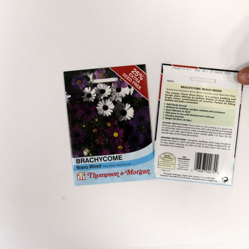 Example of Brachyscome iberidifolia Bravo (Samen) - Blaues Gänseblümchen per pack of 175 seeds as you get
