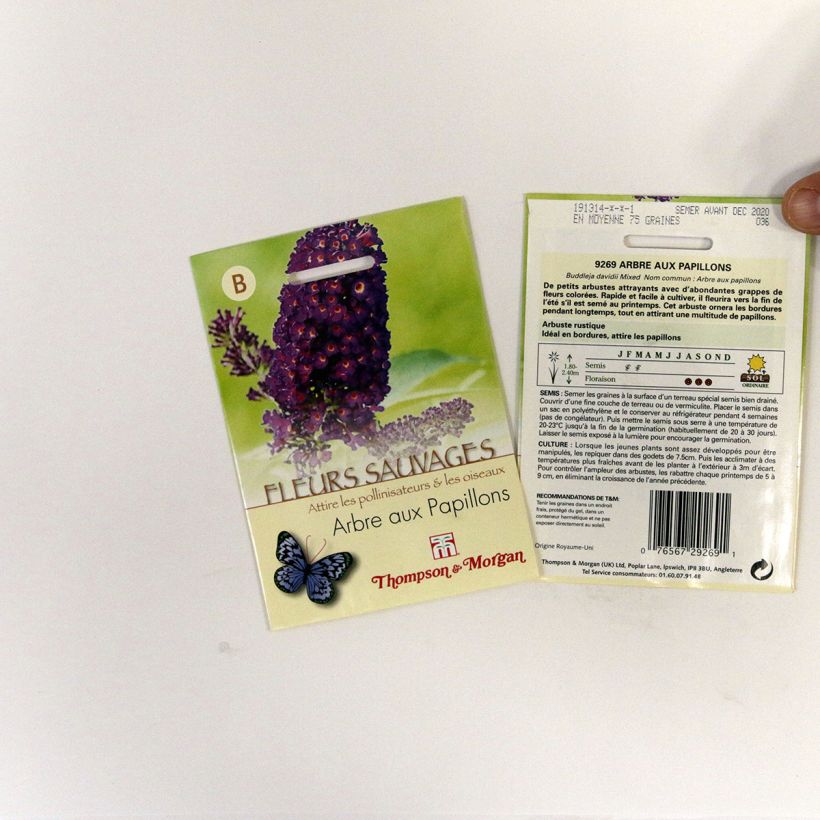 Example of Buddleja davidii (Samen) - Sommerflieder per pack of 75 seeds as you get