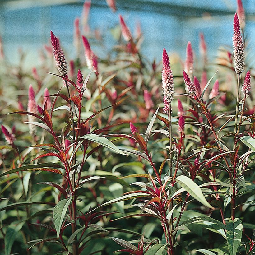 Celosia spicata Flamingo Purple (Samen) - Brandschopf (Flowering)