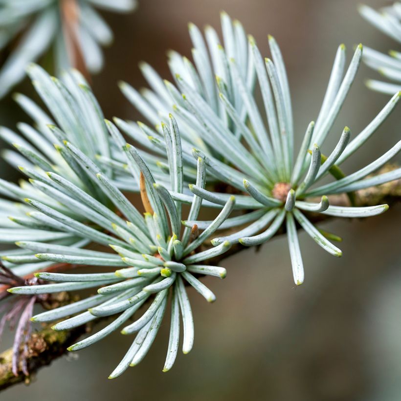 Cedrus atlantica (Samen) - Atlas-Zeder (Foliage)