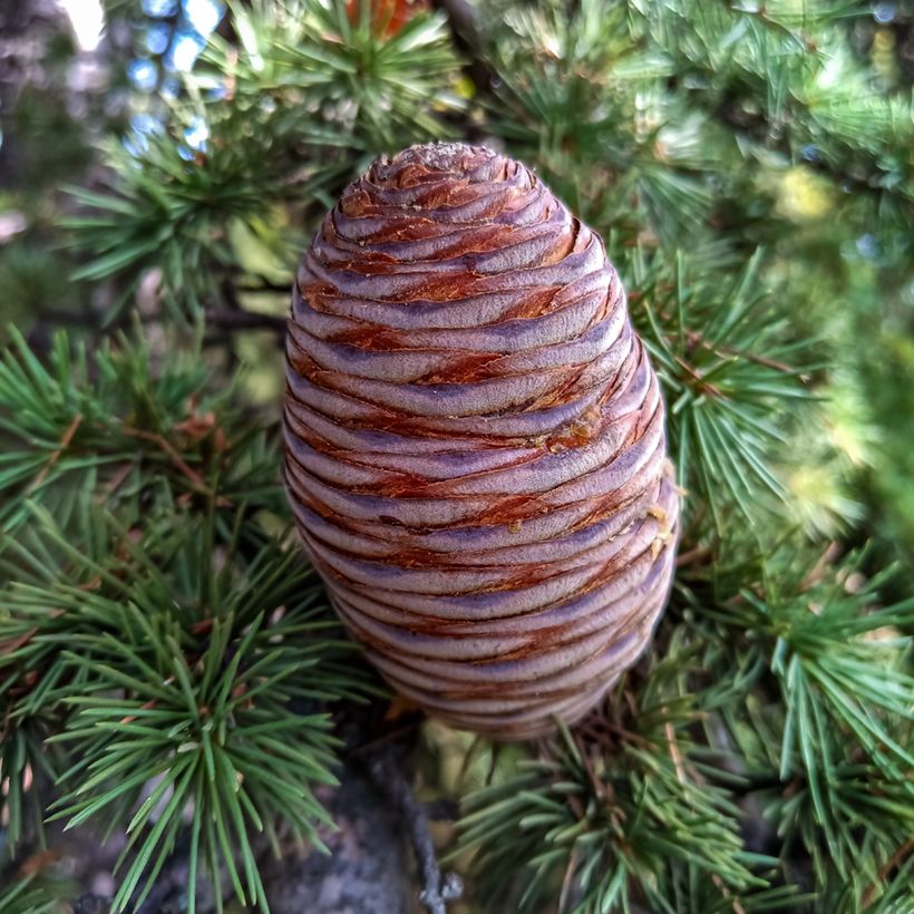 Cedrus atlantica (Samen) - Atlas-Zeder (Harvest)