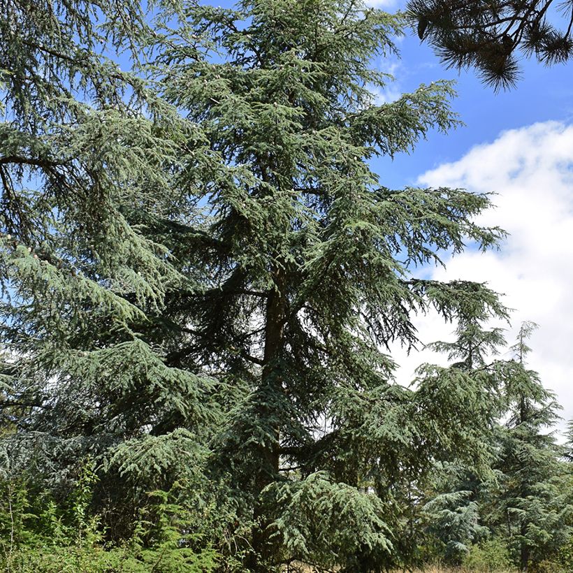 Cedrus atlantica (Samen) - Atlas-Zeder (Plant habit)