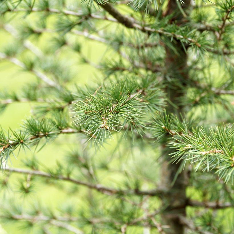 Cedrus libani (Samen) - Libanon-Zeder (Foliage)