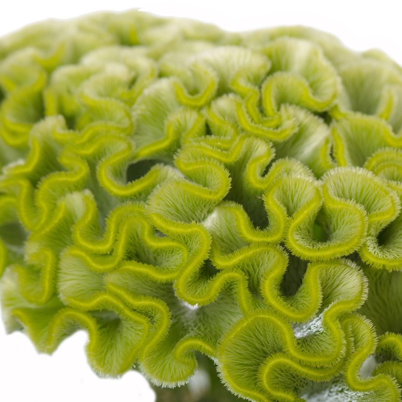 Celosia cristata Act Verda (Samen) - Hahnenkamm (Blüte)