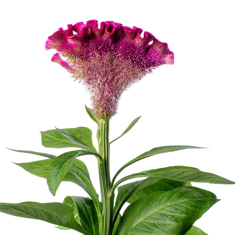 Celosia cristata Bar Bora (Samen) - Hahnenkamm (Blüte)