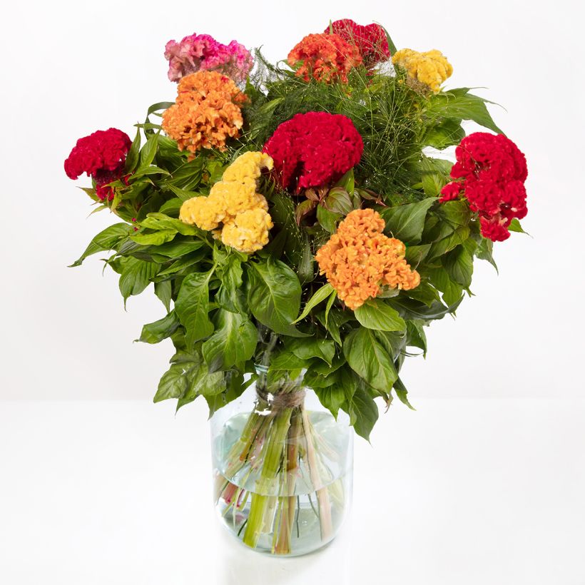 Celosia cristata Captain Mix (Samen) - Hahnenkamm (Blüte)