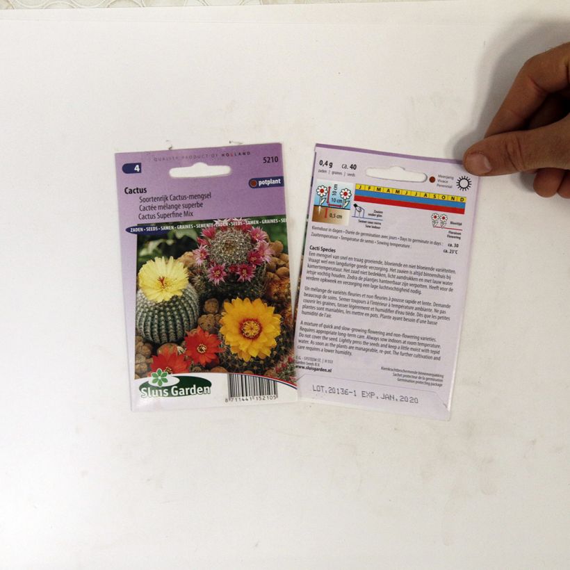 Example of Cactus subsp. (Samen) - Kaktus per pack of 150 seeds (0,1g) as you get