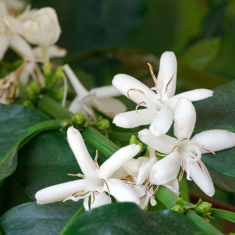 Arabica-Kaffee (Samen) - Coffea arabica (Flowering)