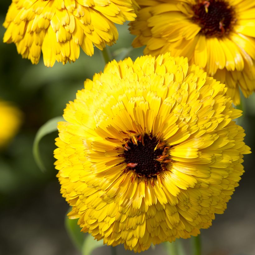 Ringelblume Bull's Eye (Samen) - Calendula officinalis (Flowering)