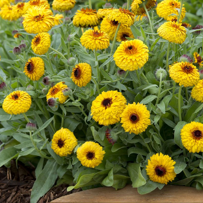 Ringelblume Bull's Eye (Samen) - Calendula officinalis (Plant habit)