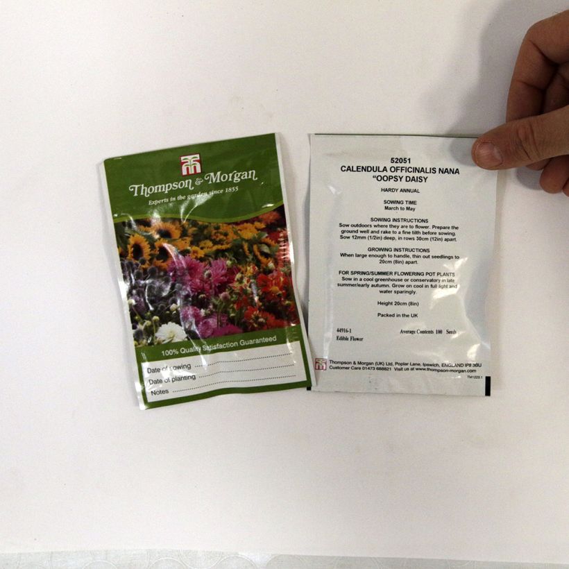 Example of Garten-Ringelblume Nana Oopsy Daisy - Calendula per pack of 100 seeds as you get