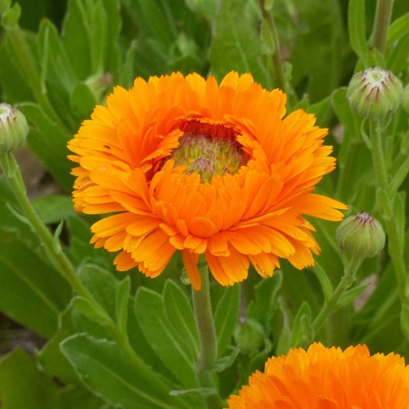 Ringelblume Greenheart Orange (Samen) - Calendula officinalis (Flowering)