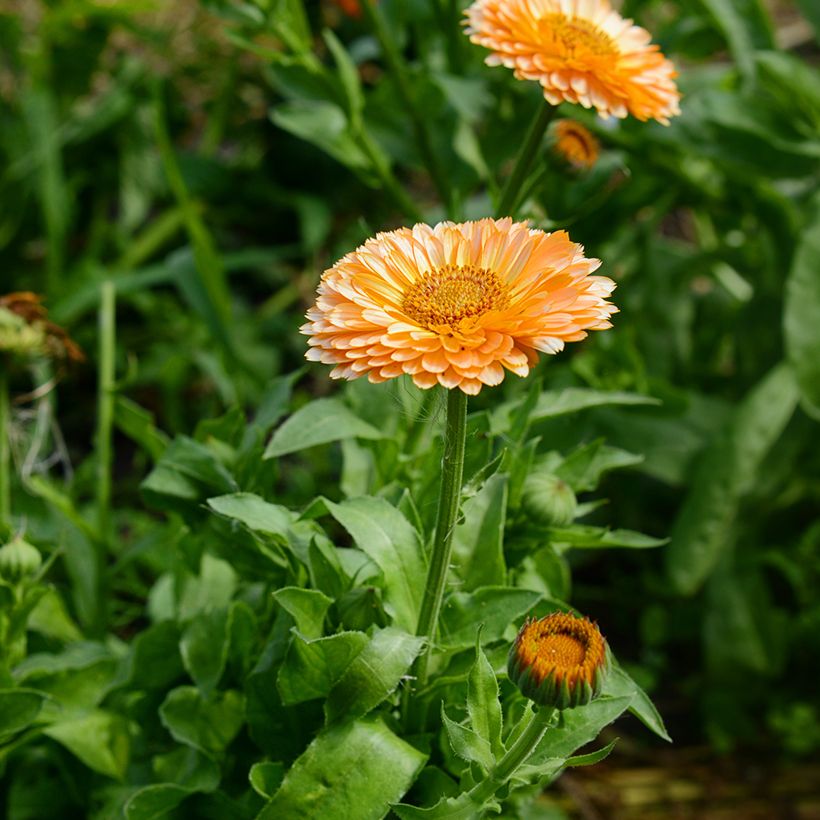 Garten-Ringelblume Pink Surprise - Calendula (Flowering)