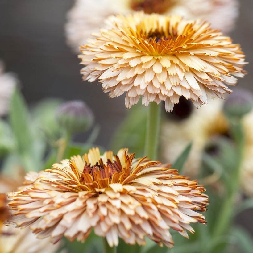 Ringelblume Pygmy Buff (Samen) - Calendula officinalis (Flowering)