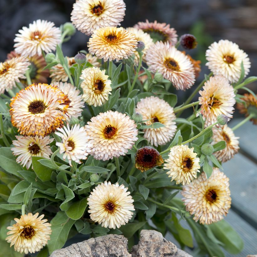 Ringelblume Pygmy Buff (Samen) - Calendula officinalis (Plant habit)