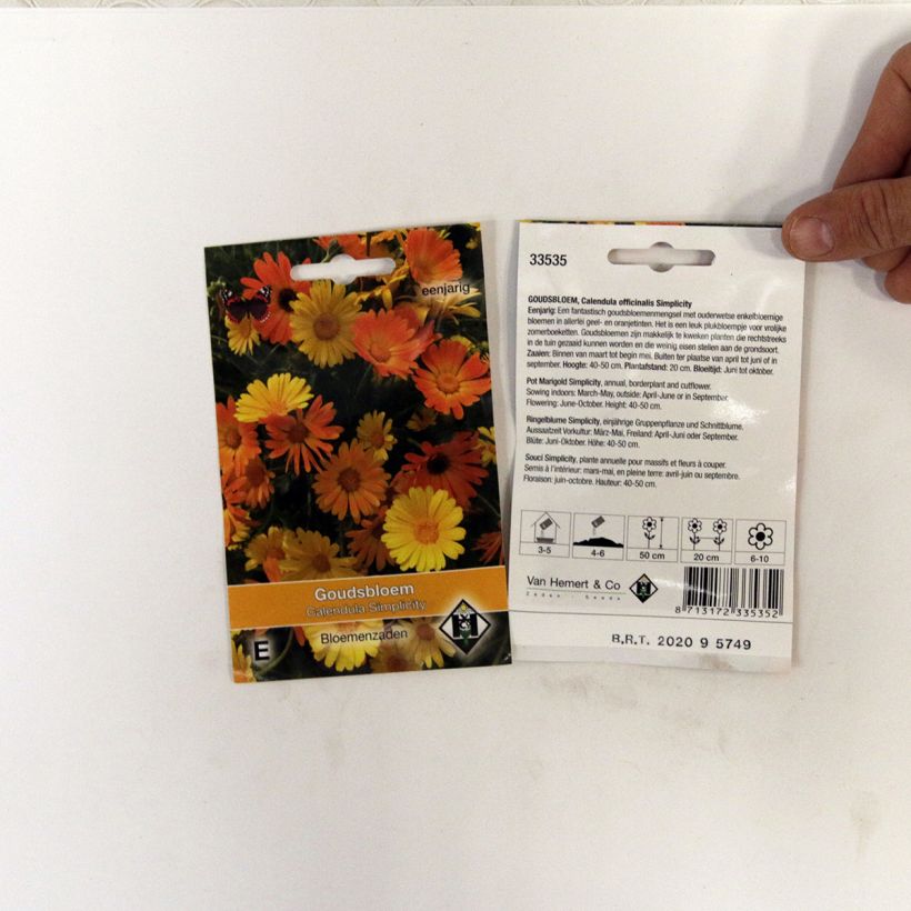 Example of Ringelblume Simplicity (Samen) - Calendula officinalis per pack of 150 seeds (1g) as you get
