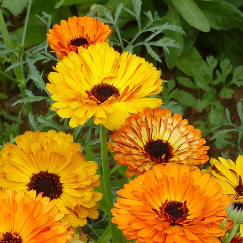 Garten-Ringelblume Touch of Red Mixed - Calendula (Flowering)