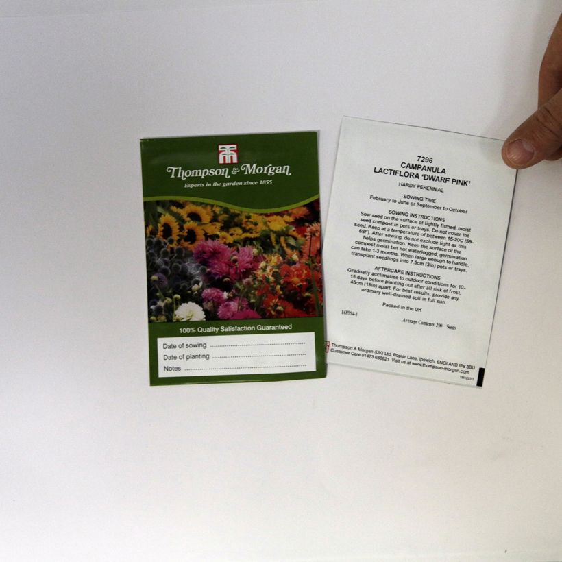 Example of Dolden-Glockenblume Dwarf Pink (Samen) - Campanula lactiflora per pack of 200 seeds as you get