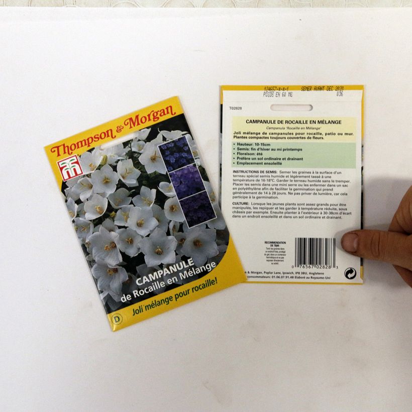 Example of Campanula Mix (Samen) - Glockenblume per pack of 850 seeds (0,1g) as you get