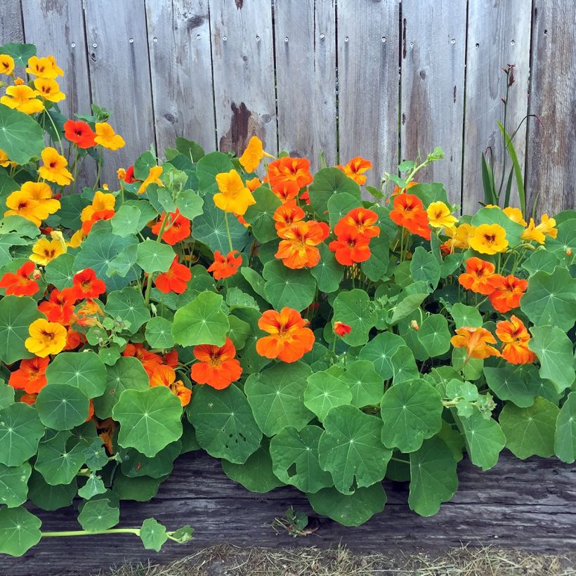 Große Kapuzinerkresse Gleam (Plant habit)