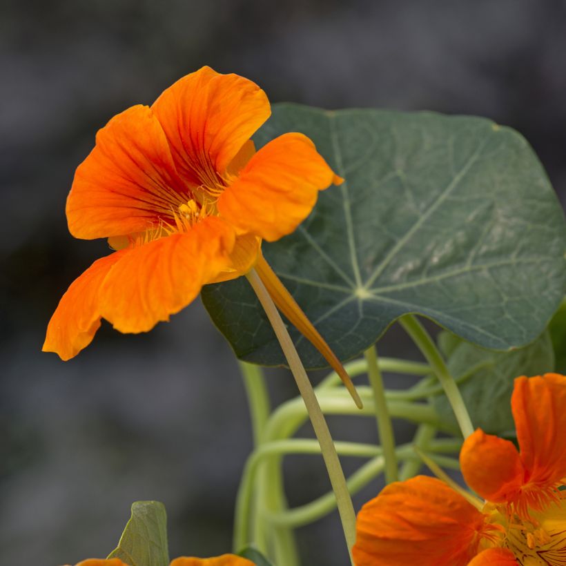 Niedrige Kapuzinerkresse Baby Orange (Flowering)