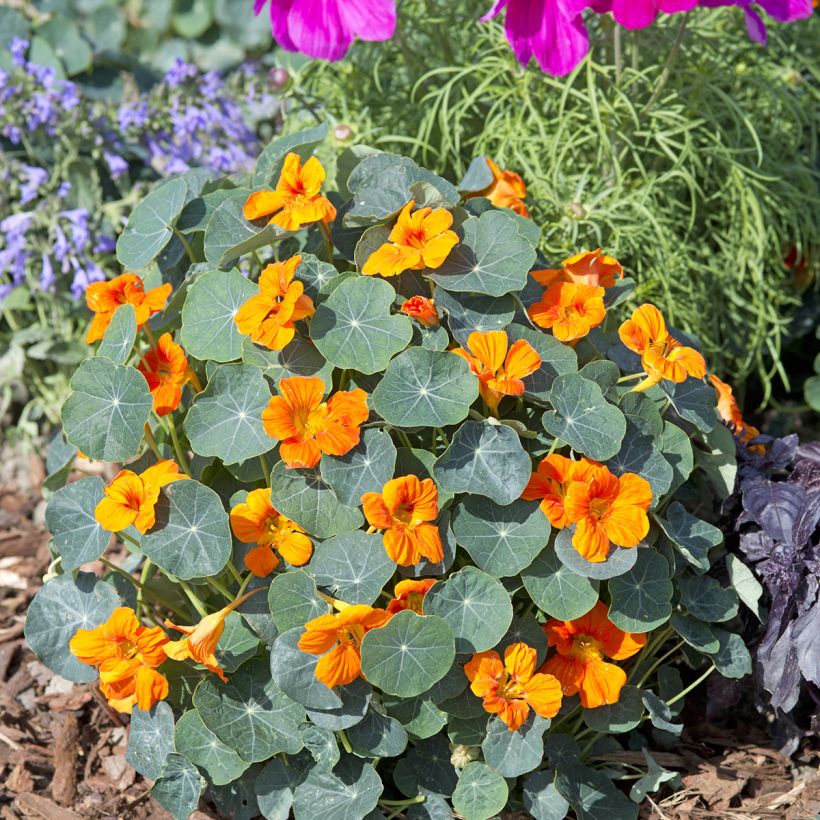 Niedrige Kapuzinerkresse Baby Orange (Plant habit)