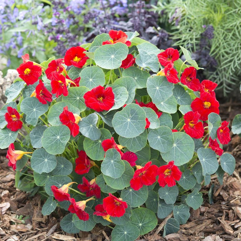 Niedrige Kapuzinerkresse Baby Red (Plant habit)