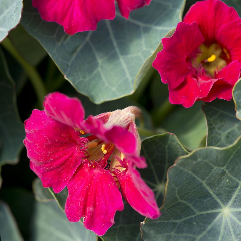 Niedrige Kapuzinerkresse Baby Rose (Flowering)