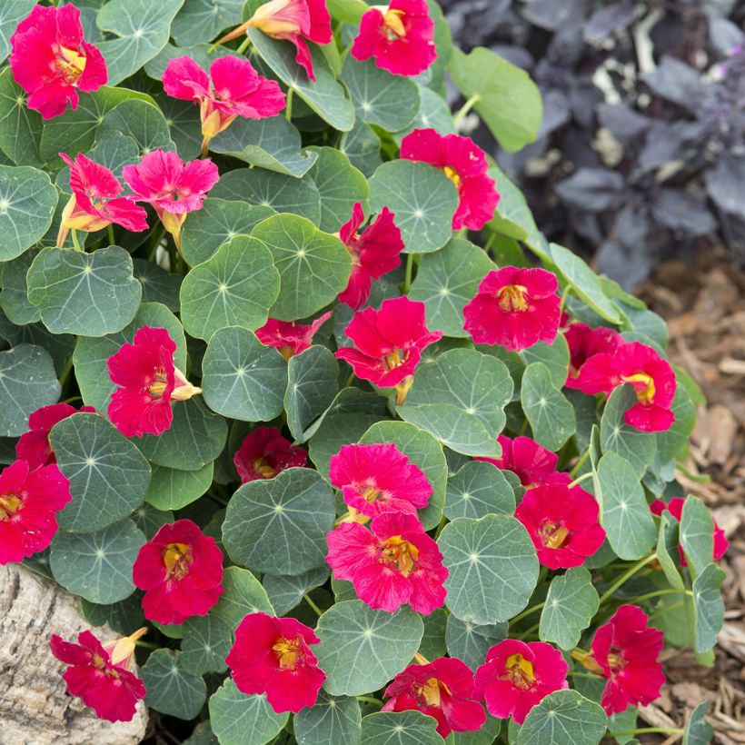 Niedrige Kapuzinerkresse Baby Rose (Plant habit)