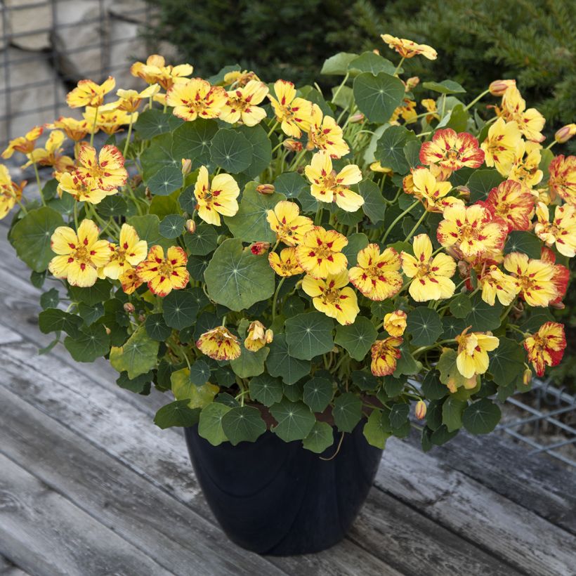 Große Kapuzinerkresse Ice Cream Sundae (Plant habit)