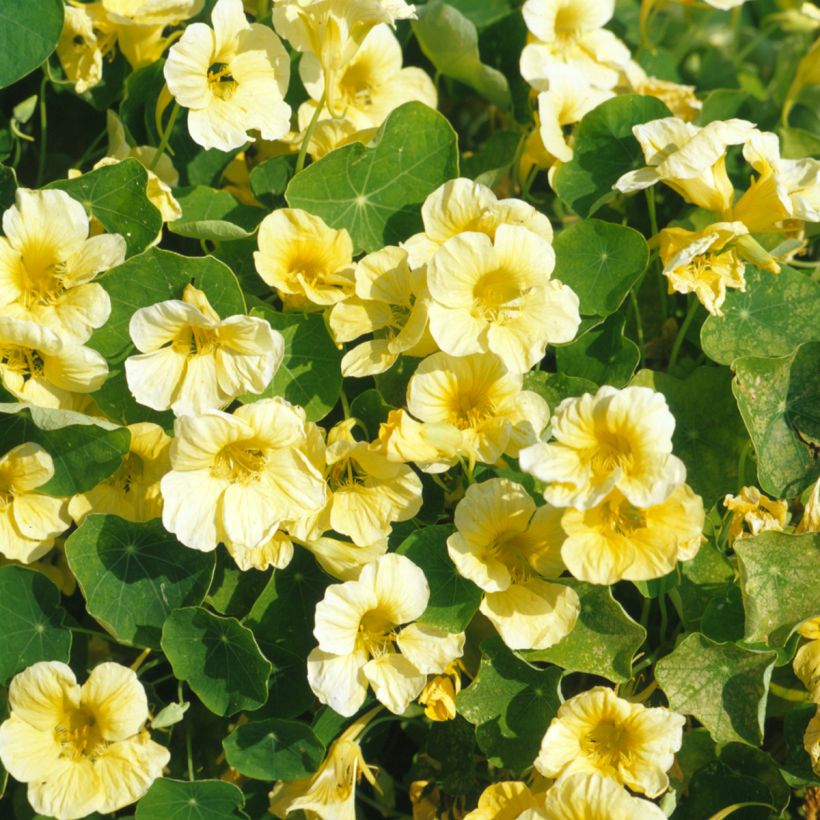 Samen der Niedrigen Kapuzinerkresse 'Milkmaid' - Tropaeolum majus (Flowering)
