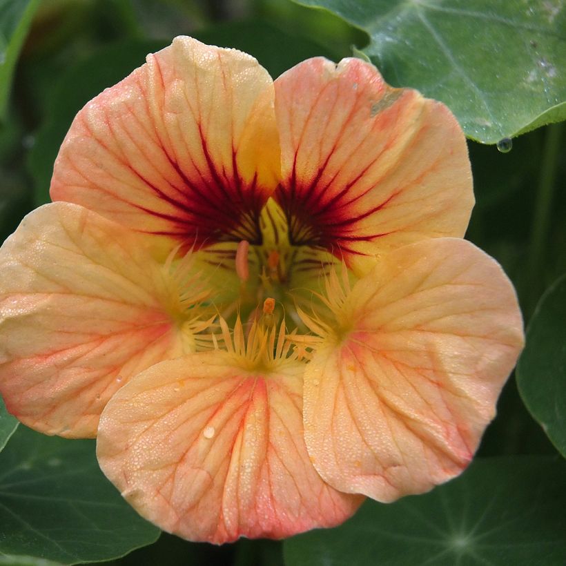 Niedrige Kapuzinerkresse Salmon Baby (Flowering)