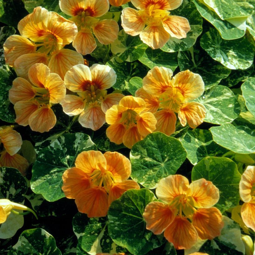 Tropaeolum Tip-Top Alaska Salmon (Samen) - Kapuzinerkresse (Flowering)