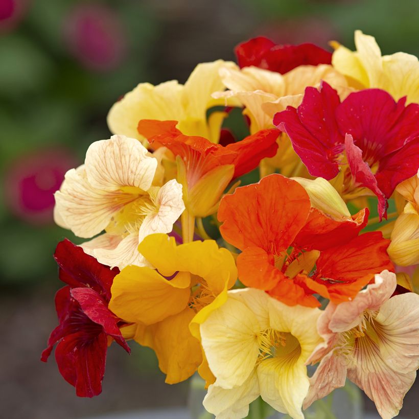 Tropaeolum Tip Top Formula Mixture (Samen) - Kapuzinerkresse (Flowering)
