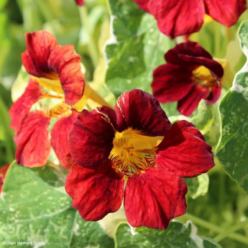 Niedrige Kapuzinerkresse Velvet Troika (Flowering)