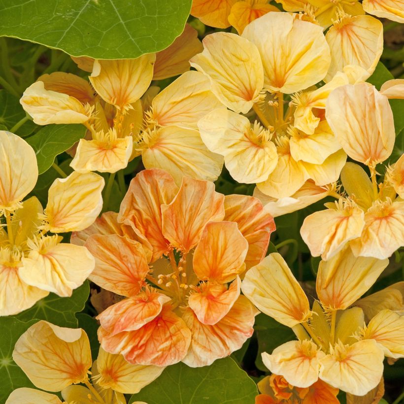 Zwerg Kapuzinerkresse Whirlybird Apricot (Samen) - Tropaeolum (Flowering)