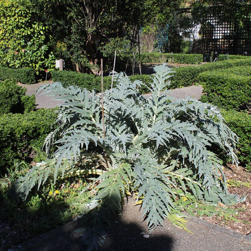 Wilde Artischocke - Cynara cardunculus (Samen) (Plant habit)